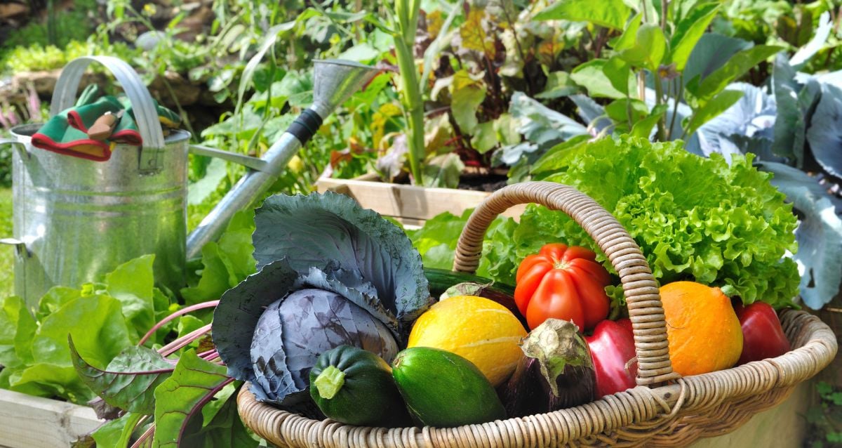 Sustainable Gardening Best Vegetables to Grow
