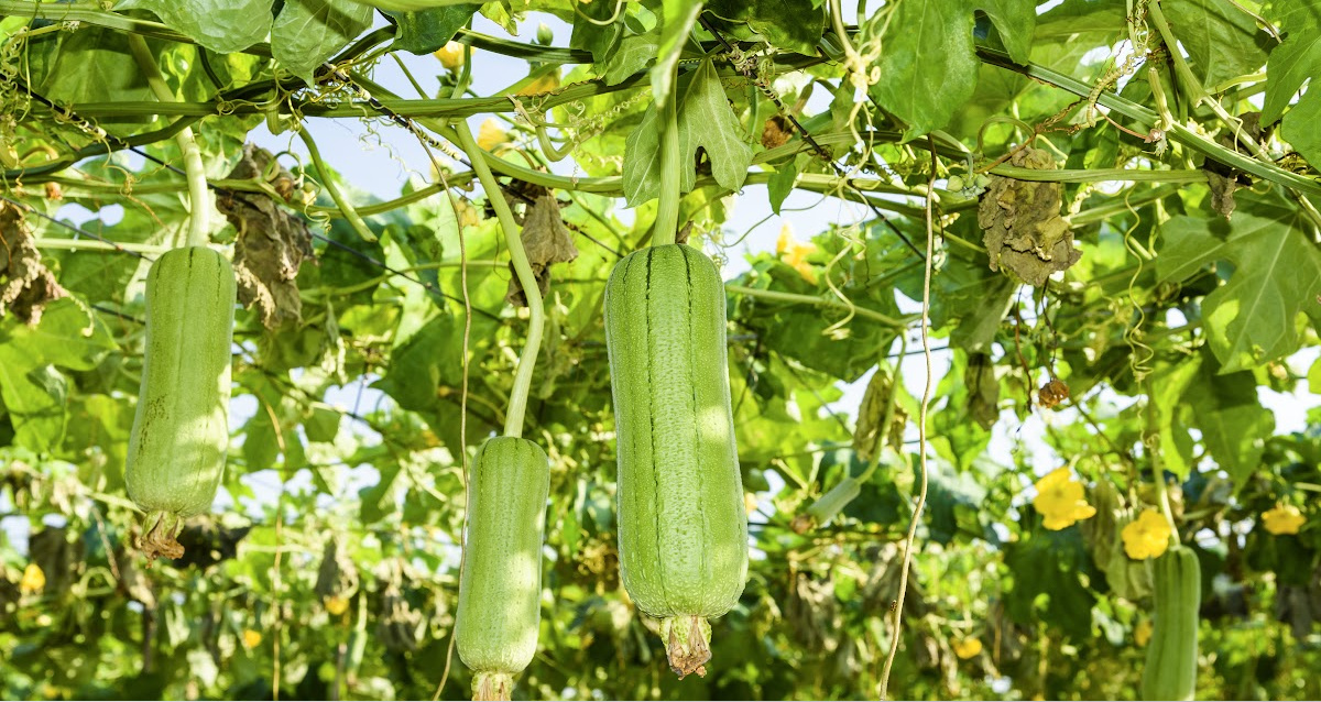 Growing Luffa Seed to Harvest Guide