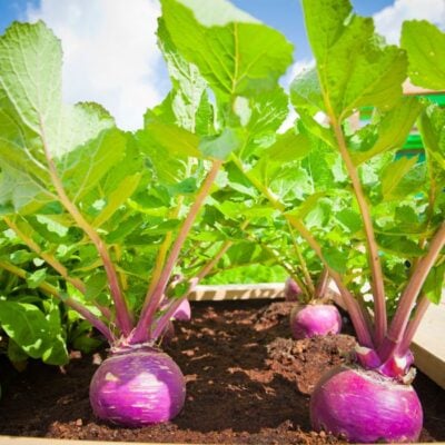 8 Essential Tips for Growing Beets in Your Garden