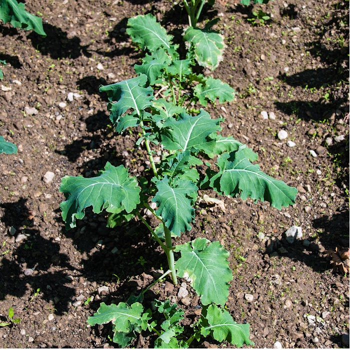broccoli plants