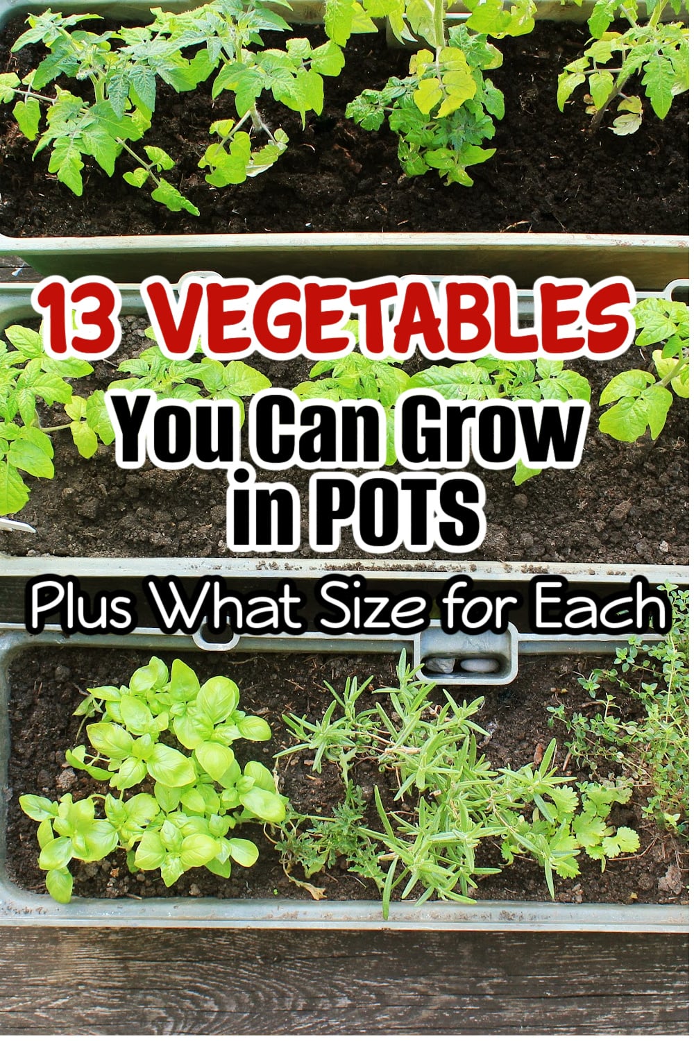 13 Vegetables You Can Grow In Pots PLUS What Size For Each