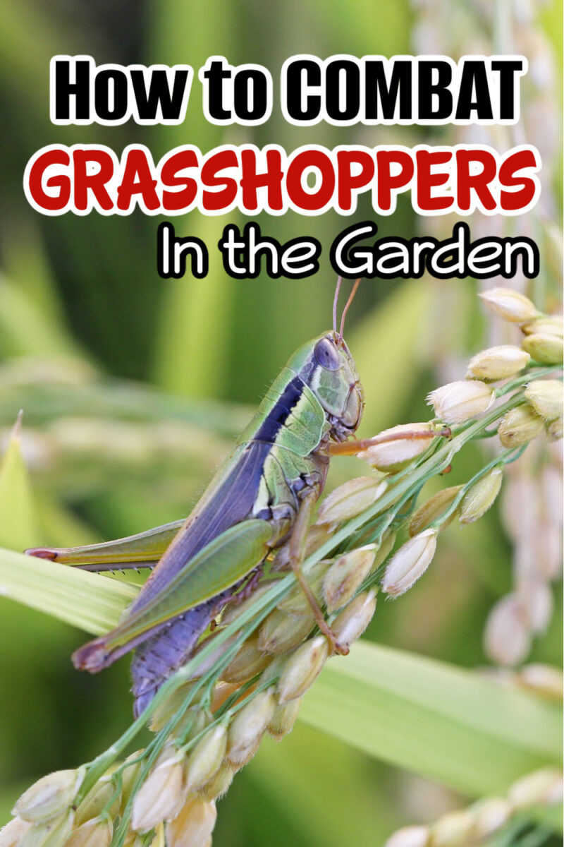 How to Grow An Organic Vegetable Garden at Home