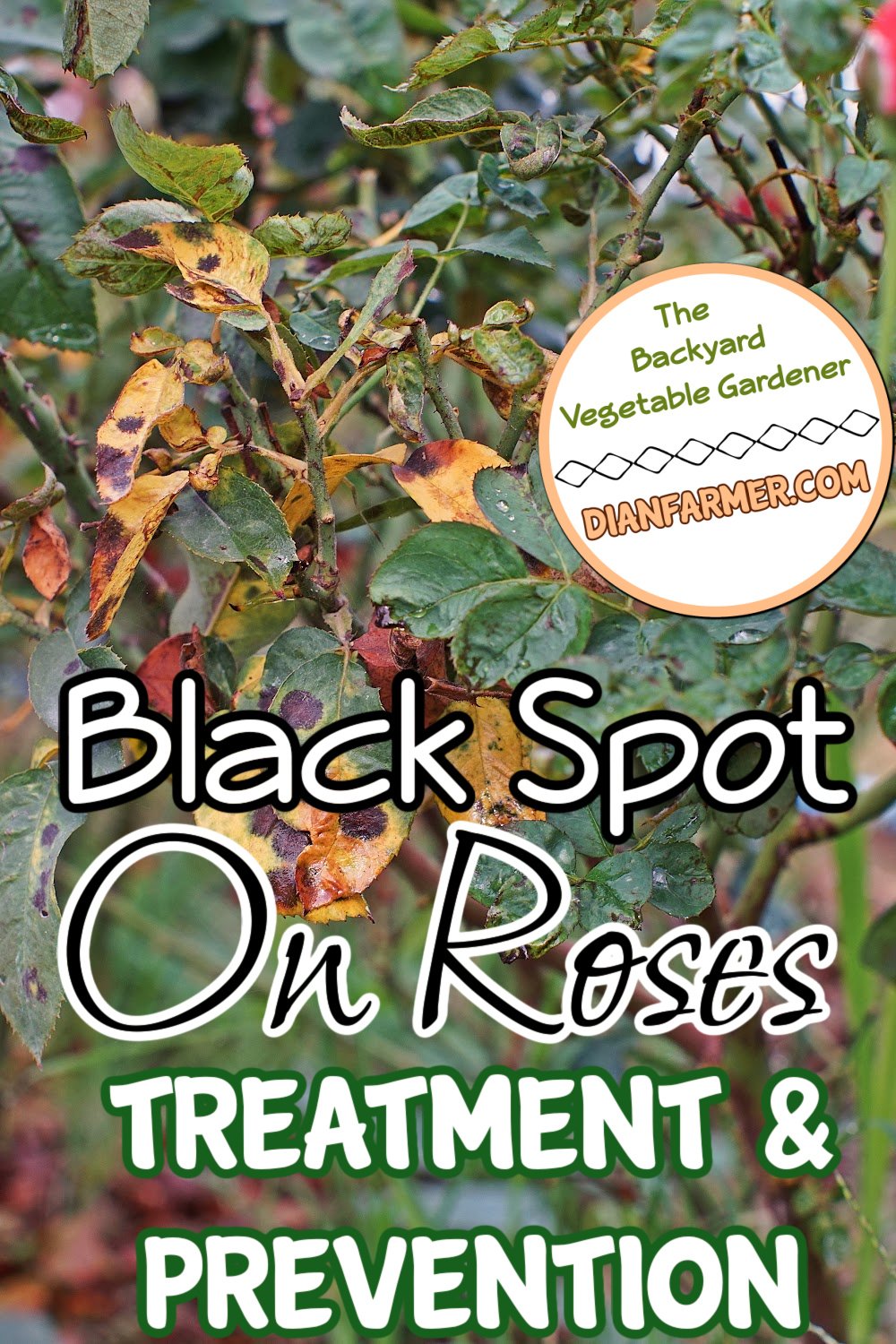 Black Spot On Roses Prevention Treatment