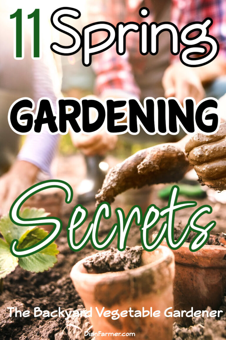 How to Grow An Organic Vegetable Garden at Home