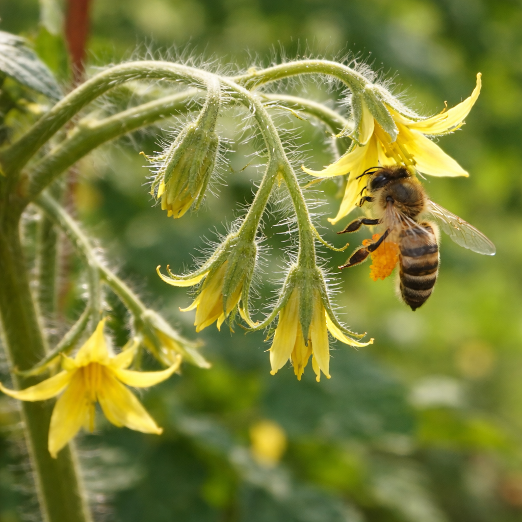 Bee pollinating yellow vegetable flowers, illustrating natural pollination needed for fruit production in garden plants